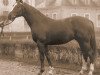 stallion Lotse (Hanoverian, 1960, from Lugano I)