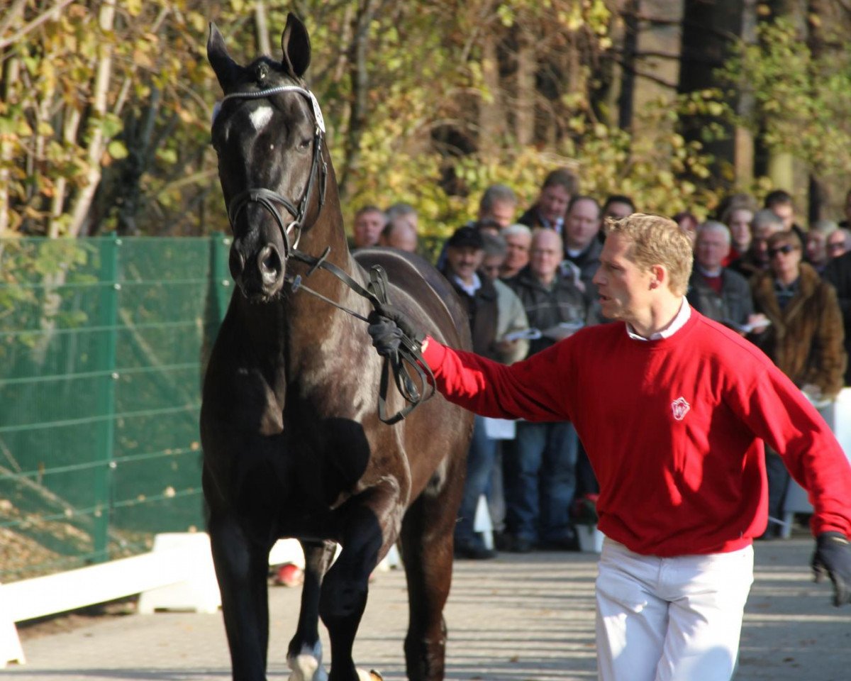 Dressurpferd Sun of May Life (Rheinländer, 2009, von San Amour I)