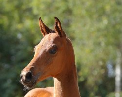 dressage horse Helanios (Trakehner, 2022, from Imperio 3)