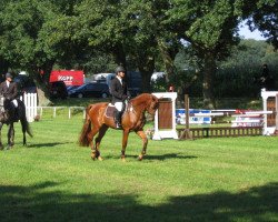 Springpferd Cabaljero (Litauer Warmblut, 2007, von Charisma Star)