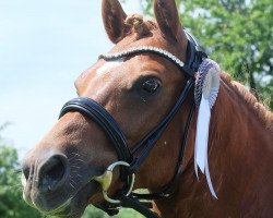 dressage horse Der Kleine Casanova Bg (German Riding Pony, 2013, from Dacato)