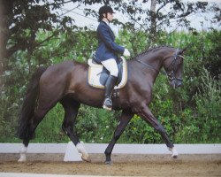 Dressurpferd Roenna (Litauer Warmblut, 2004, von Romeo-Star)