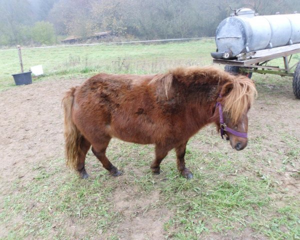 horse Jessi (Dt.Part-bred Shetland pony, 2008, from Casper van de Roekebos)