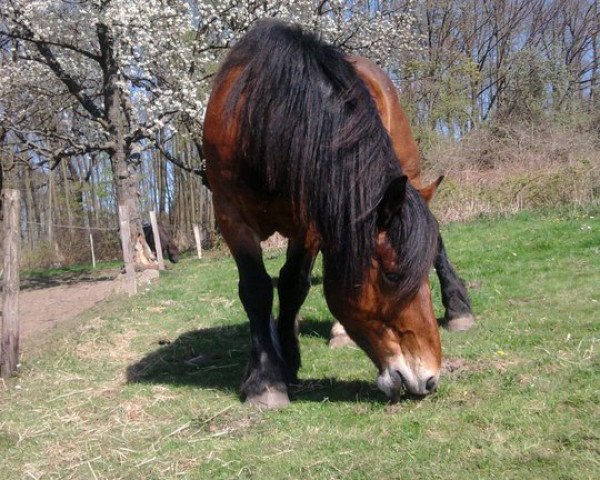 horse Rambo (Westphalian Draughthorse, 2003, from Major)