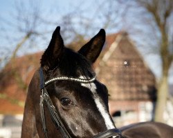 broodmare Sharazan (Westphalian, 2018, from Sezuan)