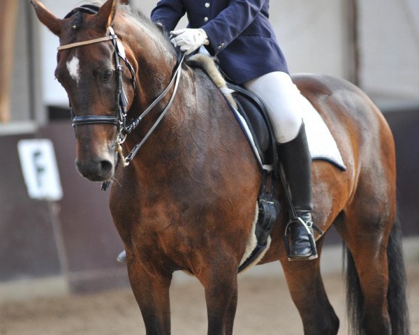 horse Lianthus-F (KWPN (Royal Dutch Sporthorse), 1993, from Hurricane)