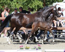 broodmare Saphira (Westphalian, 2007, from Sandro Bedo)