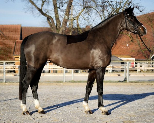 dressage horse Sharazan (Westphalian, 2018, from Sezuan)