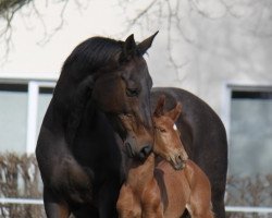 dressage horse Damian (Hanoverian, 2022, from Dameron)