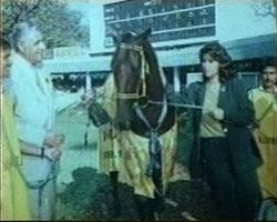 Pferd Star Supreme (Welsh Pony (Sek.B), 1949, von Welsh Echo)