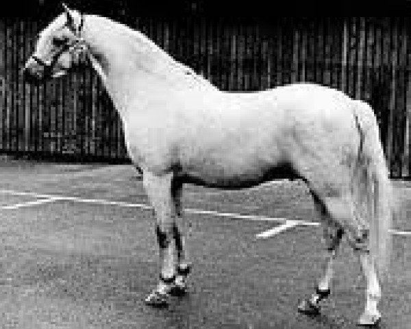 stallion Lydstep Barn Dance (Welsh-Pony (Section B), 1966, from Brockwell Cobweb)