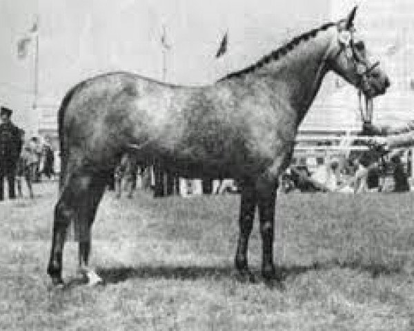 broodmare Downland Love-in-the-Mist (Welsh-Pony (Section B), 1954, from Star Supreme)