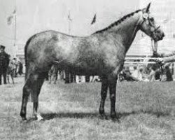 Zuchtstute Downland Love-in-the-Mist (Welsh Pony (Sek.B), 1954, von Star Supreme)