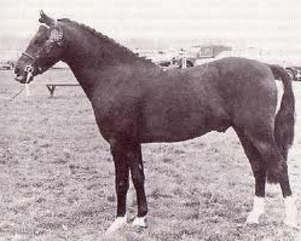 stallion Downland Dauphin (Welsh-Pony (Section B), 1959, from Criban Pebble)