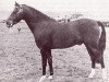 Deckhengst Downland Dauphin (Welsh Pony (Sek.B), 1959, von Criban Pebble)