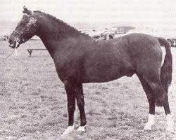 Deckhengst Downland Dauphin (Welsh Pony (Sek.B), 1959, von Criban Pebble)