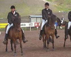 broodmare Kolbrá frá Kjarnholtum (Iceland Horse, 1977, from Hrafn frá Holtsmúla)