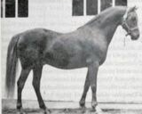 horse Downland Chevalier (Welsh-Pony (Section B), 1962, from Downland Dauphin)