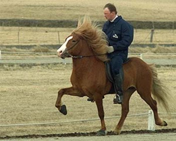 Deckhengst Sproti frá Hæli (Islandpferd, 1991, von Hrafn frá Holtsmúla)