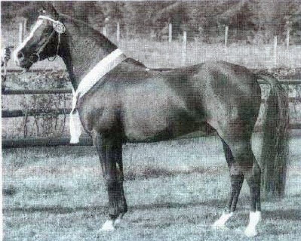 Deckhengst Downland Donner (Welsh Pony (Sek.B), 1978, von Downland Dragoon)