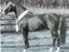 stallion Downland Donner (Welsh-Pony (Section B), 1978, from Downland Dragoon)