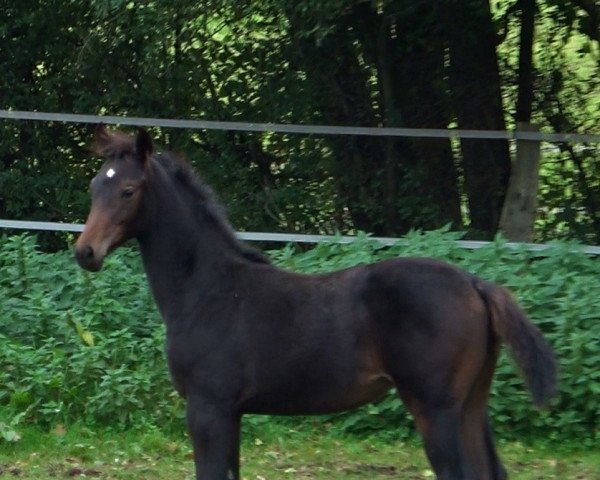 dressage horse it`s a dream (Hanoverian, 2021, from In My Mind NRW)