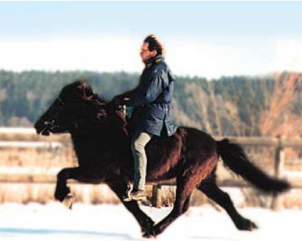 Pferd Thorir fra Holi (Islandpferd, 1983, von Hrafn frá Holtsmúla)