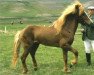 stallion Snældu-Blesi frá Árgerði (Iceland Horse, 1979, from Hrafn frá Holtsmúla)