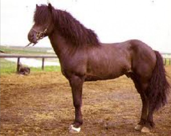 stallion Adam frá Meðalfelli (Iceland Horse, 1979, from Hrafn frá Holtsmúla)