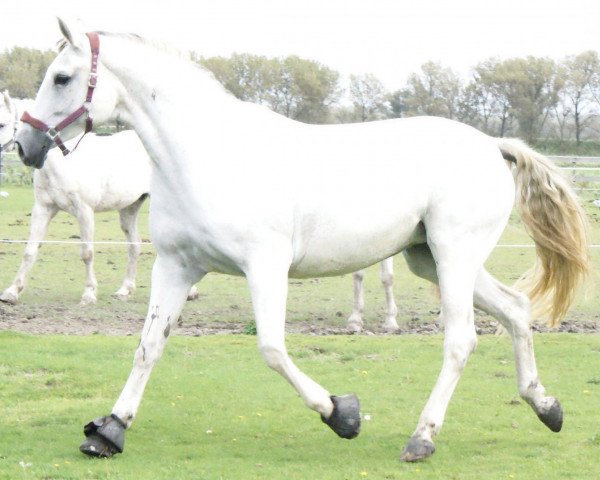 dressage horse Fabel 44 (Westphalian, 1997, from Florestan I)