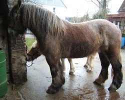 broodmare Nora (Rhenish-German Cold-Blood, 2003, from Nathan)