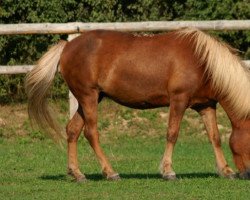 stallion Vordis frá Sigríðarstöðum (Iceland Horse, 1989, from Hrafn frá Holtsmúla)