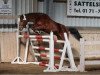 broodmare Fenja (German Riding Pony, 2007, from Top Douglas)