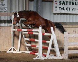 Springpferd Fenja (Deutsches Reitpony, 2007, von Top Douglas)