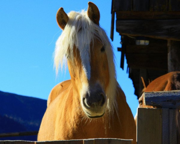 horse Nadja (Haflinger,  , from Austriacum)