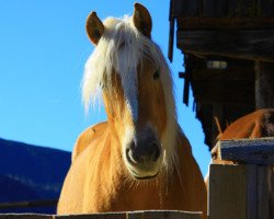 Pferd Nadja (Haflinger, von Austriacum)