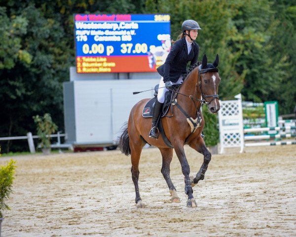 jumper Caramba MS (German Sport Horse, 2016, from Eic Caleo)