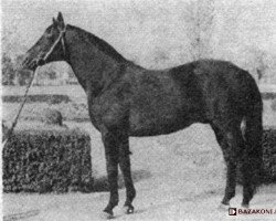 stallion Delfinat (Little-Poland (malopolska), 1957, from Maciek xx)