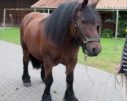 horse Babette (Westphalian Draughthorse,  , from Baron)