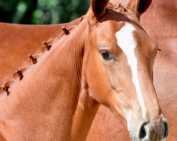 Springpferd Quista vd Berghoeve (Belgisches Warmblut, 2016, von Emerald van 't Ruytershof)