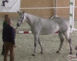 broodmare Dworka (Anglo-Arabs, 2012, from Frazes AA)