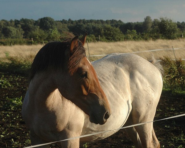 horse Komet (Rhenish-German Cold-Blood, 2007, from Kay van de Pess)