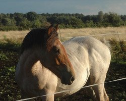 Pferd Komet (Rheinisch-Deutsches Kaltblut, 2007, von Kay van de Pess)