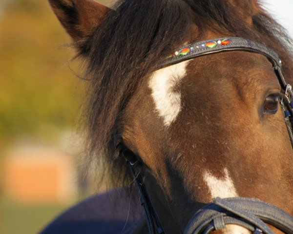 Pferd Marie SA (Kleines deutsches Reitpferd, 2007, von My Love S)
