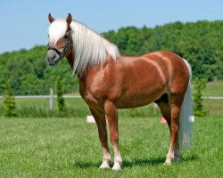 stallion Moiko (4,69% ox) (Haflinger, 2000, from Moik (6,25% ox))