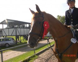 jumper Gladdys 9 (Hessian Warmblood, 1997, from Grafenberg)