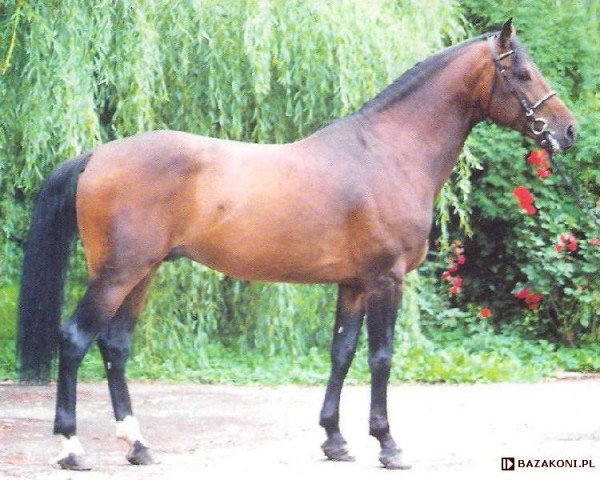 stallion Lando (Holsteiner, 1991, from Landadel)