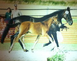 broodmare Icola (German trotters, 1985, from Hans Hanover (US))