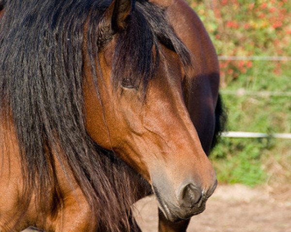 broodmare Baroness (Westphalian Draughthorse, 1997, from Baron)