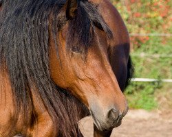 broodmare Baroness (Westphalian Draughthorse, 1997, from Baron)